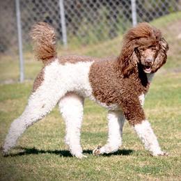 Sophia - Poodle