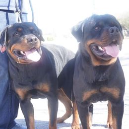 Rottweilers from CONAN’S TREVINO ROTTWEILERS