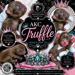 Truffle - Red female Shih Tzu puppy in Houston, Texas from Pretty Paws Shih Tzu's