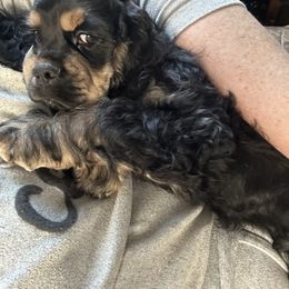 Cocker Spaniel Puppies from Cockers of Country Lane