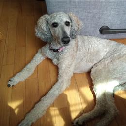 Poodle puppies from Positively Doodles