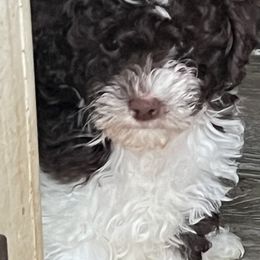 Cavapoos from Jane Wells