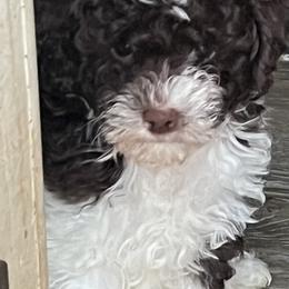 Cavapoos from Jane Wells