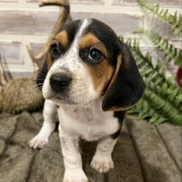 Duke - Black white and tan male Beagle puppy in West Plains, Missouri from Suncreek Puppies