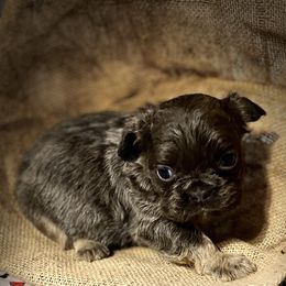 Bulldog and French Bulldog Puppies from Fancy Like Frenchies