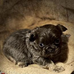 Bulldog and French Bulldog Puppies from Fancy Like Frenchies