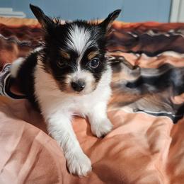 Rusty - White black and tan male Papillon puppy in Fulton, Missouri from Papillon Love