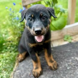 Green - Black and rust male Beauceron puppy in Floyd’s Knobs, Indiana from Birdwing Beaucerons