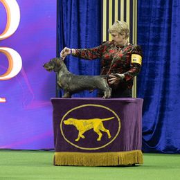 Gibbs - Dachshund