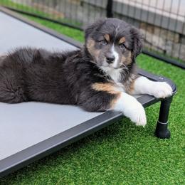Jumper - Black tri-color male Australian Shepherd puppy in West Greenwich, Rhode Island from Ocean Cliff Aussies