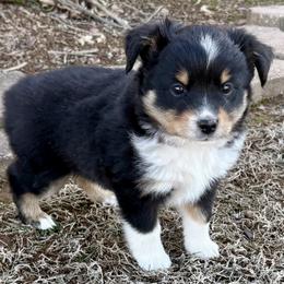 Tucker - Black tri male Miniature Australian Shepherd puppy in Howe, Oklahoma from Tonia Johnson's Toy and Miniature Australian Shepherds