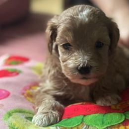 Daphney - Red  female Goldendoodle puppy in Cumberland, Rhode Island from minigoldendoodlesofRI