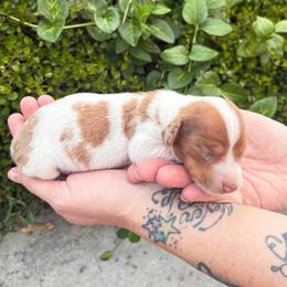 Rusty - Dapple male Dachshund puppy in Corona, Ca Hemet, Ca, California from Over The Moon Dachshunds and Doodles
