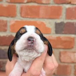 Jolene - Black brown and white female Basset Hound puppy in Bellaire, Ohio from Blessed Bassets