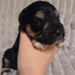 Alister - Black and silver male Miniature Schnauzer puppy in Graham, Washington from Kristy's French Bulldogs & Mini Schnauzers