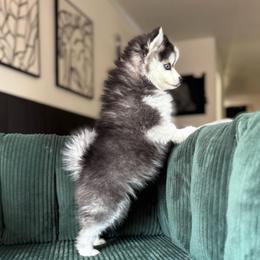 Clara - Black and white female Pomsky puppy in Mesa, Arizona from Platinum Pomskies