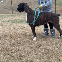 Royal - Boxer