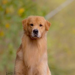 Golden Retriever puppies from Sterling Goldens
