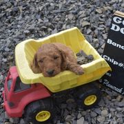 Aussiedoodle and Goldendoodle Puppies from Plumcreek Acres