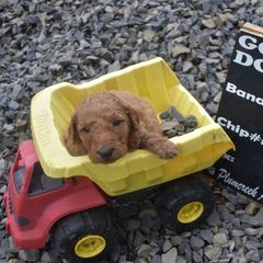 Aussiedoodle and Goldendoodle Puppies from Plumcreek Acres