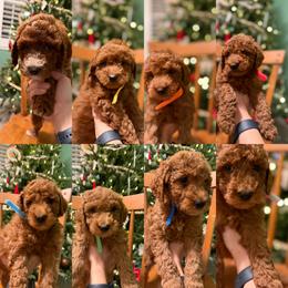 Labradoodle Puppies from California Double Doodles