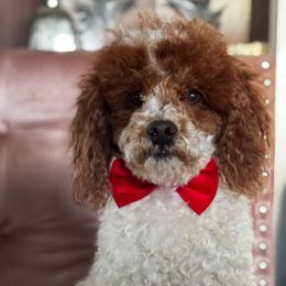 Jody - Poodle