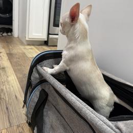 Chihuahua Puppies from McQueen’s Chi”s