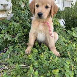 Golden Retriever Puppies from Upstate Revival Retrievers