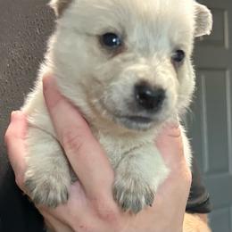 -Girl 2 - Red mottled female Australian Cattle Dog puppy in Kaufman, Texas from Emberwick Ranch