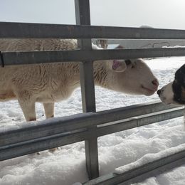 Border Collies and Old Time Scotch Collies from Pam Schreiber