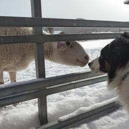 Border Collies and Old Time Scotch Collies from Pam Schreiber
