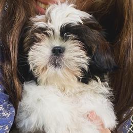 John - Brindle and white male Shih Tzu puppy in Jasper, Georgia from Tiny Bubbles Shih Tzus