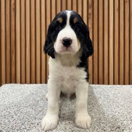 Milo - Black white and tan male English Springer Spaniel puppy in Casnovia, Michigan from DESK Springer Spaniels