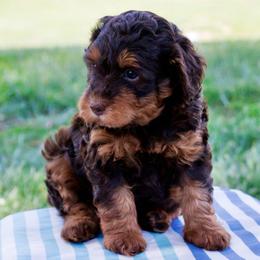 Daisy's Red Tri Girl F1b - Red phantom female Aussiedoodle puppy in Burkesville, Kentucky from Bline’s Awesome Aussies & Doxies at the Bline Family Farm