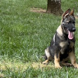 German Shepherd Puppies from StoneWall