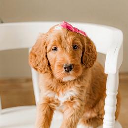 Sailor - Red  female Goldendoodle puppy in Apopka, Florida from The Classic Doodle