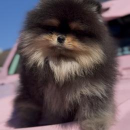 Maltipoo and Pomeranian Puppies from The Queens Doggies