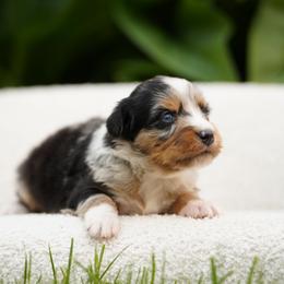 Roxy - Blue merle female Bernedoodle puppy in Spokane, Washington from Lilac City Doodles