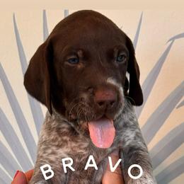 German Shorthaired Pointer Puppies from Buck GSP