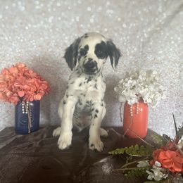 Sheriff Woody - White and black Dalmatian puppy in Motley, Minnesota from Dynasty Paws
