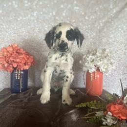Sheriff Woody - White and black Dalmatian puppy in Motley, Minnesota from Dynasty Paws