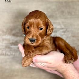 Ian - Red  male Goldendoodle puppy in Abilene, Texas from Mesquite Kennels