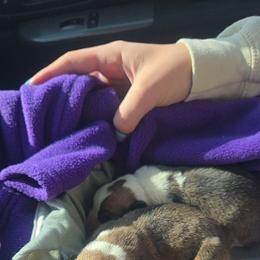 Clover - Sable female Pembroke Welsh Corgi puppy in Mouth Of Wilson, Virginia from Holly Ridge Aussies, Aussiedoodles & Corgis