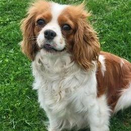 Kingston - Cavalier King Charles Spaniel