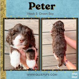 Peter (Green boy) - Tri-color male Bernedoodle puppy in Boiling Springs, South Carolina from OlliePups, LLC