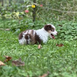 Peaches - Red merle female Miniature American Shepherd puppy in Greenwood, Indiana from Barnaby’s Barn Dog’s