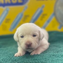 Winter - Yellow female Labrador Retriever puppy in Puyallup, Washington from 12 Door Farm Labradors