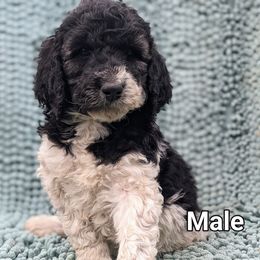 Labradoodle Puppies from Caldron Falls Doodles and Poodles