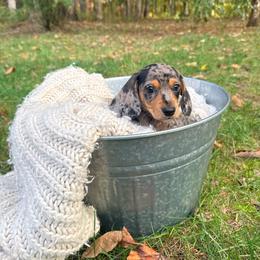 Boy 2 - Dapple male Dachshund puppy in Crossville, Tennessee from Golden Mini Farm