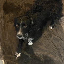 Australian Shepherd and Miniature Australian Shepherd All Grown Up from Prickly Pear Pups